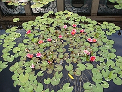 288 Longwood Gardens [2008 August 23]